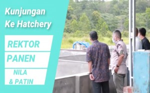 Video Rektor UBB Dr. Ibrahim, M.Si Panen Nila dan Patin Di Hatchery Jurusan Akuakultur