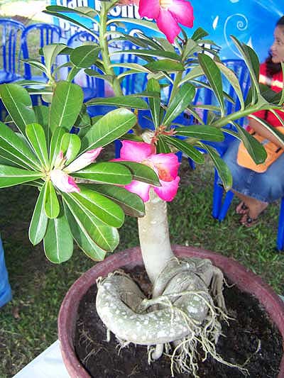 Kontes Tanaman Hias dan Pameran Produk Organik Universitas bangka Belitung Indonesia