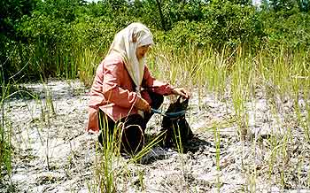 Lokasi Revitalisasi Lahan : Bemban Koba - Bangka Tengah Kegiatan Penelitian STIPER BANGKA(Sekarang FPPB-UBB) dengan PT Kobatin Tahun 2004