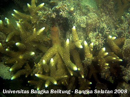 penelitian dan explorasi bawah laut dan explorasi Terumbu Karang  (Coral Reef) Kabupaten Bangka Selatan Kecamatan Sadai Provinsi Kepulauan Bangka Belitung