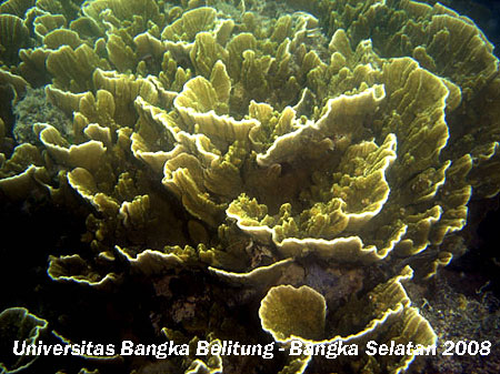 penelitian dan explorasi bawah laut dan explorasi Terumbu Karang  Kabupaten Bangka Selatan Kecamatan Sadai Provinsi Kepulauan Bangka Belitung