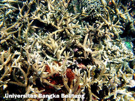 Terumbu karang sebelah timur Karang Kering, didominasi oleh jenis karang branching