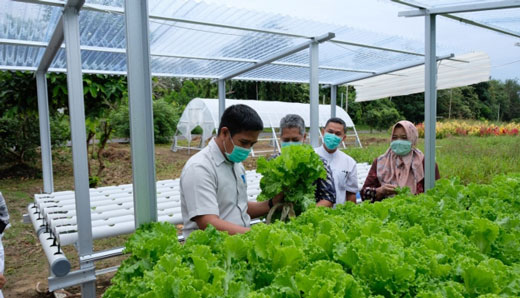 Foto berita Rektor UBB Panen Produk Unggulan dari Prodi Agroteknologi