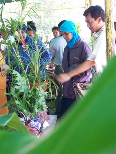 Kontes Tanaman Hias dan Pameran Produk Organik Universitas bangka Belitung Indonesia