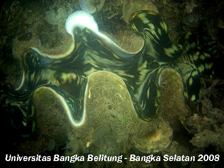 penelitian dan explorasi bawah laut dan explorasi Terumbu Karang  (Coral Reef) Kabupaten Bangka Selatan Kecamatan Sadai Provinsi Kepulauan Bangka Belitung