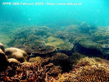 Foto pesona ekosistem terumbu karang (coral reef) di Pulau Ketawai