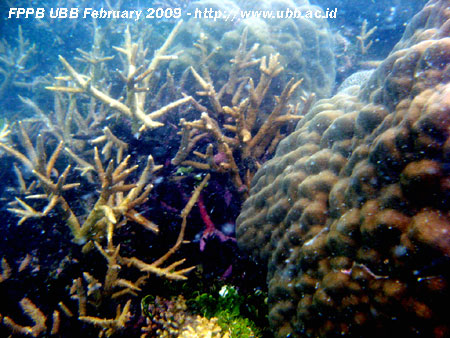  karang yang terkena wabah penyakit tampak berwarna keputihan berendir