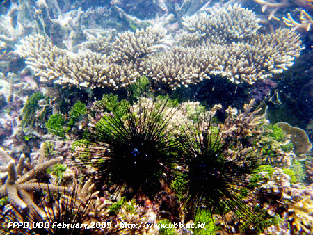 foto bulu babi (Diadema sp.) yang terdapat pada ekosistem terumbu karang Pulau Ketawai