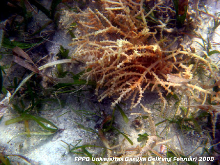 foto seaweed (rumput aut) yang tumbuh di bagian timur Pulau Ketawai